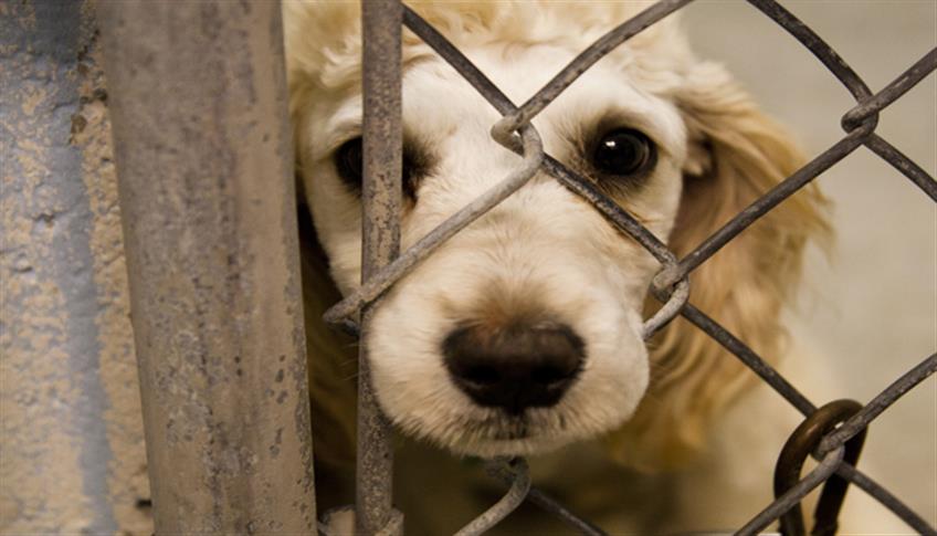 NON SI FA! Abbandonare gli animali NON è giusto! NON SI FA! Abbandonare gli animali NON è giusto!